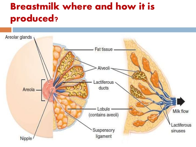 Как производиться молоко в молочной железе